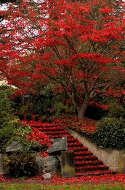 My World (@myworld2121) | Twitter Matka Natura, Autumn Scenes, Red Tree, Red Leaves, Autumn Scenery, Autumn Beauty, Fall Pictures, Alam Semula Jadi, Lombok