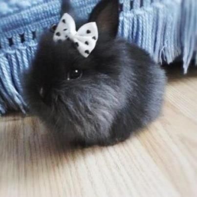 Little Black Bunny Mini Bunny, Black Rabbit, Söt Katt, Bunny Bunny, Bunny Pictures, Haiwan Peliharaan, Baby Bunnies, Cute Animal Pictures