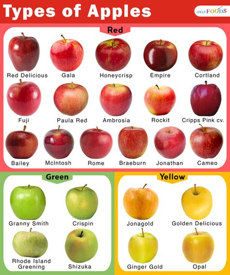 24 of the Most Popular Types of Apples Types Of Apples And Uses, Different Apple Types, Different Types Of Apples, Apple Varieties Charts, Types Of Fruits Chart, Types Of Apples Chart, Apple Chart, Types Of Apples, Best Apples For Baking