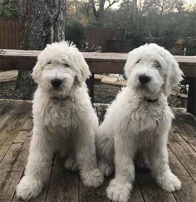 Great Pyrenees Poodle, Pyredoodle Haircuts, Pyredoodle Puppy, Dog Print Tattoo, Doodle Dogs, Pet Project, Big Dog Breeds, Dog Line Art, Dog Line