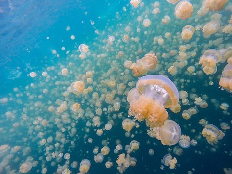 The jellyfish are said to have been there for about 12,000 years. | There’s A Lake Where You Can Swim With Jellyfish That Won’t Sting You Jellyfish Lake, Jellyfish Species, West Kalimantan, Best Summer Vacations, Summer Vacation Spots, Palau, Nature Travel, Solo Travel, Jellyfish