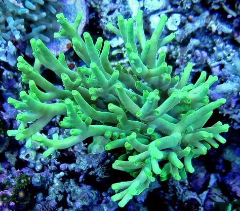 SPS  #hardcoral #hard #coral #corals #marine #saltwater #hardcorals #corals #reeftank #reefaquarium #saltwatertank #saltwateraquarium #marinetank #marineaquarium #tank #aquarium #marine #nano #fish #lps #sps Alien Environment, Coral Pictures, Saltwater Aquariums, Sps Coral, Hard Coral, Saltwater Aquarium Fish, Reef Tanks, Marine Tank, Saltwater Tank