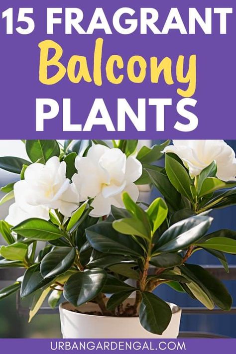 Transform your balcony garden into a fragrant oasis with the perfect plants. Fragrant balcony plants not only add a beautiful touch of color to your outdoor space but also provide a delightful aroma. From fragrant flowers to aromatic herbs, this post has everything you need to know to create beautiful balcony displays that will delight your senses. Indoor Plants Bedroom, Beautiful Balcony, Apartment Balcony Garden, Indoor Flowering Plants, Jasmine Plant, Balcony Flowers, Plant Care Houseplant, Balcony Plants, Spring Flowering Bulbs