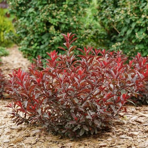 STAY CLASSY™ Purple Leaf Sand Cherry - Proven Winners ColorChoice Flowering Shrubs Purple Leaf Sand Cherry, Sand Cherry, Colorful Shrubs, Fast Growing Shrubs, Purple Foliage, Twig Dogwood, Tiny White Flowers, Foundation Planting, Border Plants