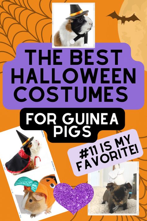 Blog | Guinea Pig Product Reviews | Supplies The Top 11 Halloween Costumes for Guinea Pigs 2023 Guinea Pig Halloween Costumes, Pig Halloween Costume, Guinea Pig Costumes, Pig Clothes, Guinea Pig Clothes, Pig Heart, Pig Halloween, Pig Care, Top Halloween Costumes