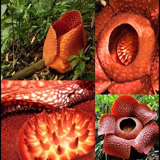 Rafflesia arnoldii - largest known flower Corpse Lily, Rafflesia Arnoldii, Corpse Flower, Endangered Plants, Forest Habitat, Weird Plants, Spiritual Love, Cute Cartoon Drawings, Big Flowers