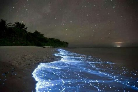 Night time at the beach; thanks to the phosphorus in the water. Vaadhoo Island, جزر المالديف, Bioluminescent Bay, Sea Of Stars, Matka Natura, Stars In The Sky, Charcoal Drawings, Bhutan, The Night Sky