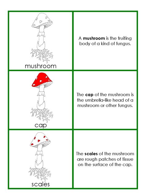 Mushroom Facts, Parts Of A Mushroom, Esl Materials, Mushroom Culture, Mushroom Guide, English Lab, Montessori Science, May Crafts, Types Of Fungi