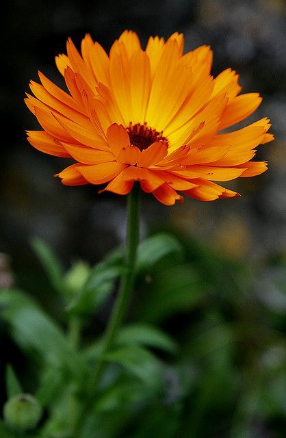 Calendula Tattoo, Pot Marigold, October Birth Flowers, Calendula Officinalis, Fleur Orange, Calendula Flower, Autumn Flowers, Edible Flowers, Feel Beautiful