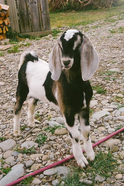 Nubian dairy goats Anglo Nubian Goats, Mini Goats, Nubian Goat, Goat Care, Boer Goats, Goat Kidding, Pygmy Goat, Cute Goats, Dairy Goats