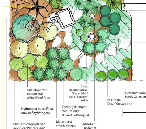 Pollinator Plants for Part-shade to Full-Shade Gardens Liriodendron Tulipifera, Asclepias Incarnata, Tulip Tree, Shade Garden Design, Shade Tolerant Plants, Shading Drawing, Swamp Milkweed, Hydrangea Quercifolia, Landscape Design Drawings