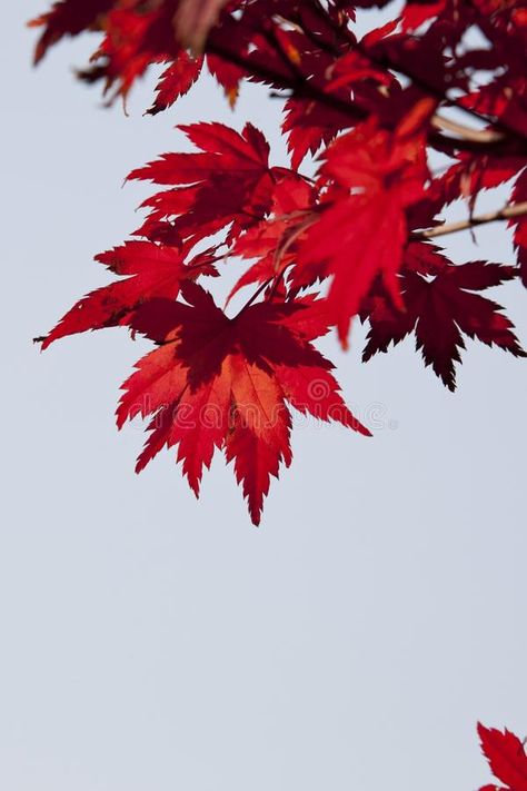 Red, Leaf, Maple Leaf, Tree Picture. Image: 106444768 Maple Tree Aesthetic, Rikugien Garden, Maple Leaf Images, Maple Leaf Tree, Gryffindor Aesthetic, Pink Flowers Wallpaper, Leaf Photography, Maple Trees, Leaf Images