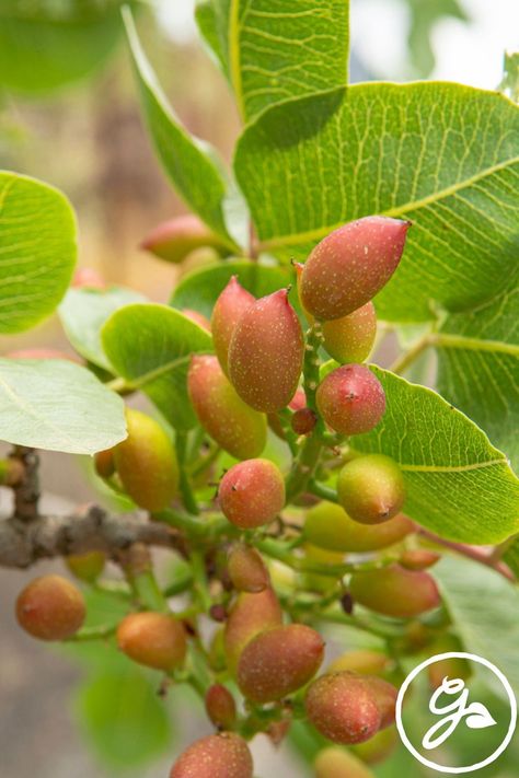 Growing pistachios at home can be challenging. Get the KNOW HOW here to identify the most common pistachio tree issues. Pistachio Tree, Red Insects, Plant Bugs, Mealy Bugs, Bacterial Diseases, Fruit Health Benefits, Fruit Benefits, Small Insects, Powdery Mildew