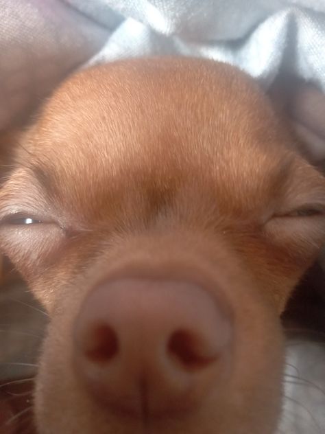 Dog Waking Up, Sleepy Memes Funny, No Sleep Meme, Nap Meme, Wake Up Meme, Sleep Meme Funny, Iphone Backrounds, Sleep Meme, Dog Crying