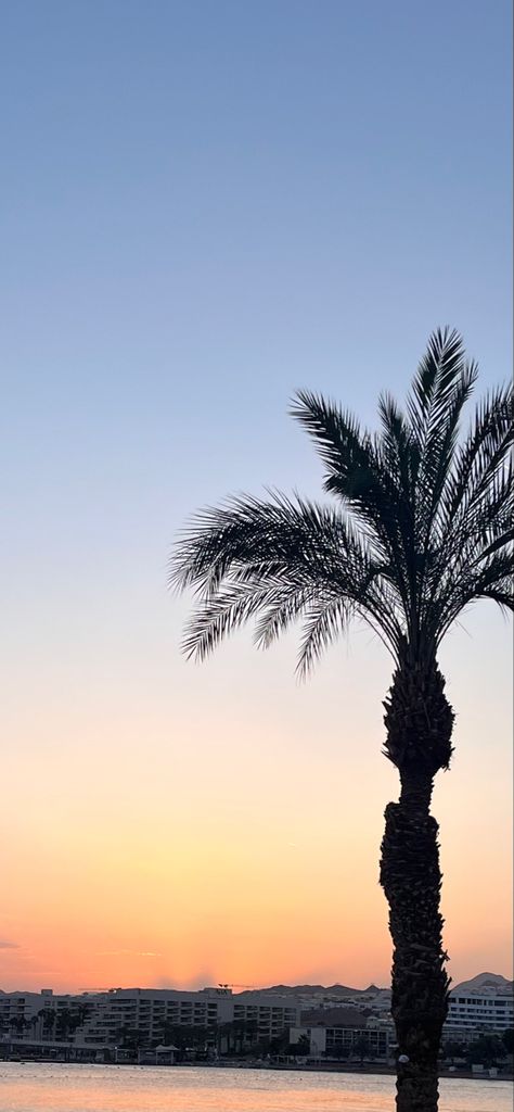 Palm tree with sunset colors orange and blue sky Ios 16 Summer, Golden Hour Wallpaper, Golden Iphone, Ios 16 Wallpaper, Wallpaper For Iphone, Ios 16, Ios Wallpapers, Summer Wallpaper, Golden Hour