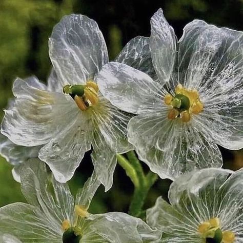 SLOW ROADS on Instagram: "Mountain leaves, ✨ Sankayou (flower turns transparent when wet) Japan, Courtesy of @midori_mountains #slowroads" Diphylleia Grayi, Wet Flowers, Skeleton Flower, Transparent Flowers, Flower Meanings, Nothing But Flowers, Flower Therapy, Arte Inspo, Flower Display