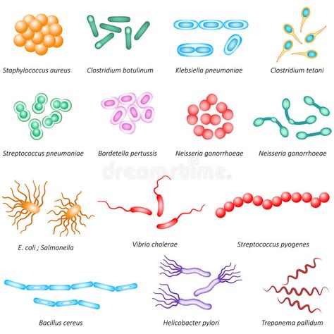 Illustration about Illustration of common bacteria types that effect human health. Illustration of ecoli, medical, bacteria - 66699048 Bacteria Illustration, Bacteria Types, Types Of Bacteria, Microbiology Study, Streptococcus Pneumoniae, Microbiology Lab, Nurse Inspiration, Biology Art, Medical Laboratory Science