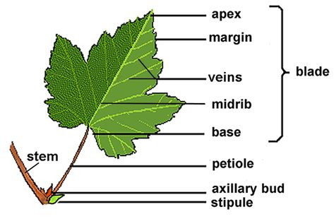 How to tell petiole apart from stem? - Biology Stack Exchange Leaf Anatomy, Parts Of A Leaf, Leaf Parts, Horticulture Education, Nutrition In Plants, Biology Plants, Botanical Science, Leaf Identification, Plant Classification