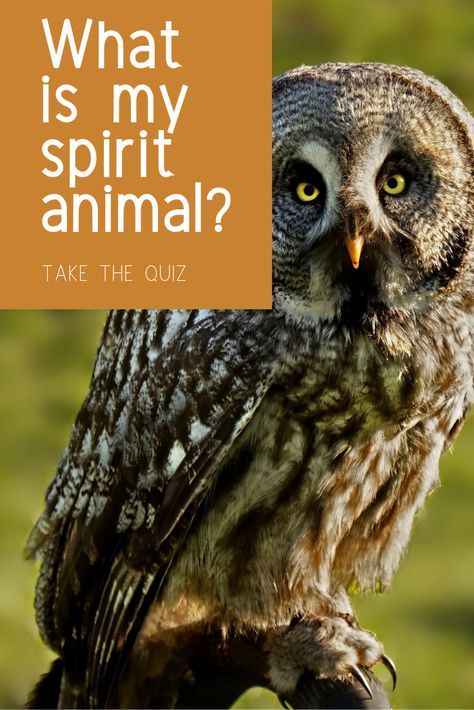 Finding Your Spirit Animal, What Is My Spirit Animal Quiz, How To Find Your Spirit Animal, What Is My Spirit Animal, Spirit Animal Test, What's My Spirit Animal, Find My Spirit Animal, Spirit Animal Quiz, Find Your Spirit Animal