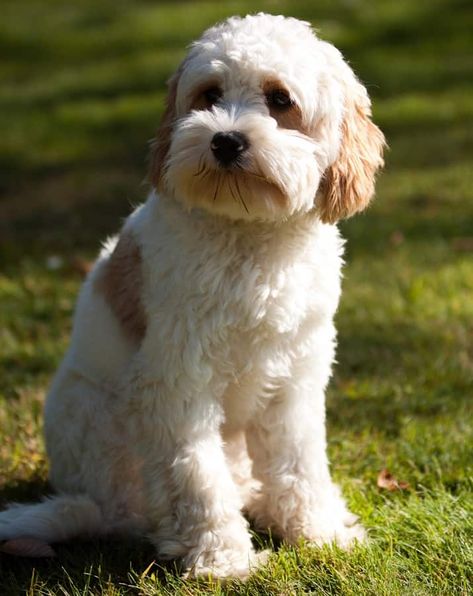 Cavapoo Full Grown Mini, Blenheim Cavapoo, Cavapoo Teddy Bear Haircut, Cavachon Grooming Styles, Teddy Bear Cut Cavapoo, Cavapoo Grooming Styles, Havapoo Haircuts, Cavachon Full Grown, Cavapoo Haircut Styles