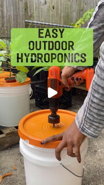 Learning as I Grow on Instagram: "If you have ever been intimidated by the idea of starting hydroponics, this is an easy way to start. The Kratky method doesn’t require electricity. Just the nutrient solution of your choice and a vessel. You can even grow plants in a soda can using this method. The possibilities are endless.   I don’t post many instructional reels because I don’t want to come across as a “know it all”. I am hypercritical of myself and my post. An introvert in every sense of the word. I’m trying to come out of my shell and share the information I’ve obtained over time with everyone else. If you have any questions please feel free to dm me or comment below. Learning as I grow for sure.  -Claudette   #hydroponics #aerogarden #containergardens #diy" Easy Hydroponics Diy, Kratky Hydroponics Diy, Diy Hydroponic Garden Indoor, Outdoor Hydroponics, Hydroponics Diy Indoor, Diy Hydroponics System, Kratky Hydroponics, Kratky Method, Hydroponic Gardening Diy