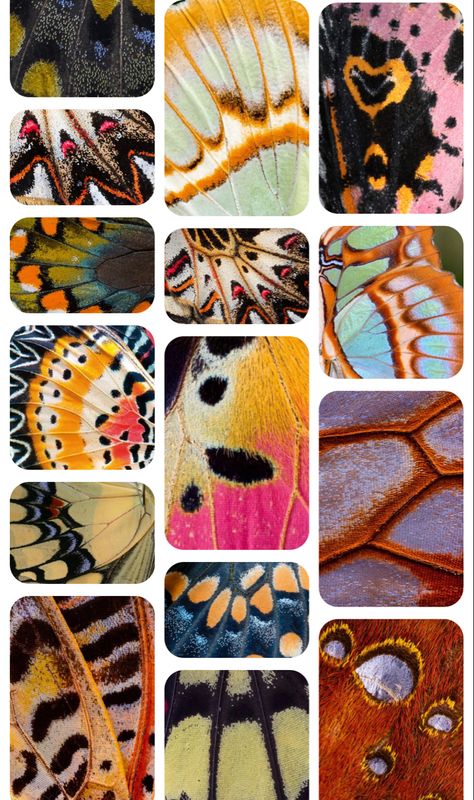 Aesthetic Wallpaper Butterflies, Moth Collage, Butterfly Wing Pattern, Butterflies Collage, Wallpaper Butterflies, Winged Insects, Colorful Insects, Colorful Bugs, Insect Wings