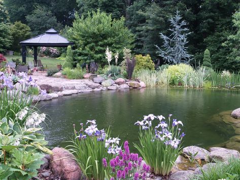 Each pond has been home to colorful goldfish and koi, though now all reside in the large and deep “swimming pond” to protect them from a heron that stalks nearby farm ponds. Description from davermfarm.wordpress.com. I searched for this on bing.com/images Farm Pond, Building A Pond, Natural Swimming Ponds, Small Pond, Fountains Backyard, Natural Pond, Swimming Pond, Pond Landscaping, Backyard Water Feature