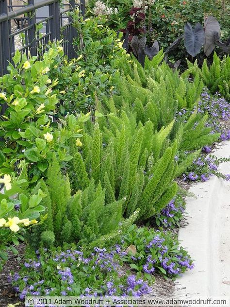 PLAY AREA BED TOUGH PLANT FOR NEAR BASKETBALL COURT ABOVE WALL - Meyers Asparagus Fern Purple Flower Plant, Fox Tail Plant, Asparagus Meyeri, Fox Tail Fern, Scaevola Aemula, Foxtail Fern, Fan Flower, Florida Landscaping, Ferns Garden