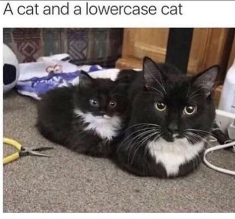 Black And White Cats, Haiwan Lucu, Reaction Memes, Lovely Animals, Unusual Animals, Haiwan Peliharaan, Funny Animal Jokes, White Cats, Funny Cat Memes