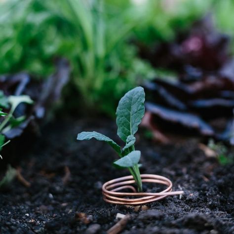 Meet the snoil, it's a copper coil to repel snails in the garden. Copper Garden Tools from Grafa. Copper For Gardening, Copper Garden Tools, Copper Grounding Garden, Copper Garden Stakes, Copper In Garden, Copper In The Garden, Copper Gardening, Electro Culture, Slug Control