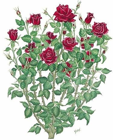 Rose Bush Drawing, Bush Drawing, Rosen Tattoo, Rose Drawing, One Rose, Roses Drawing, Single Rose, Dry Rub, Plant Drawing