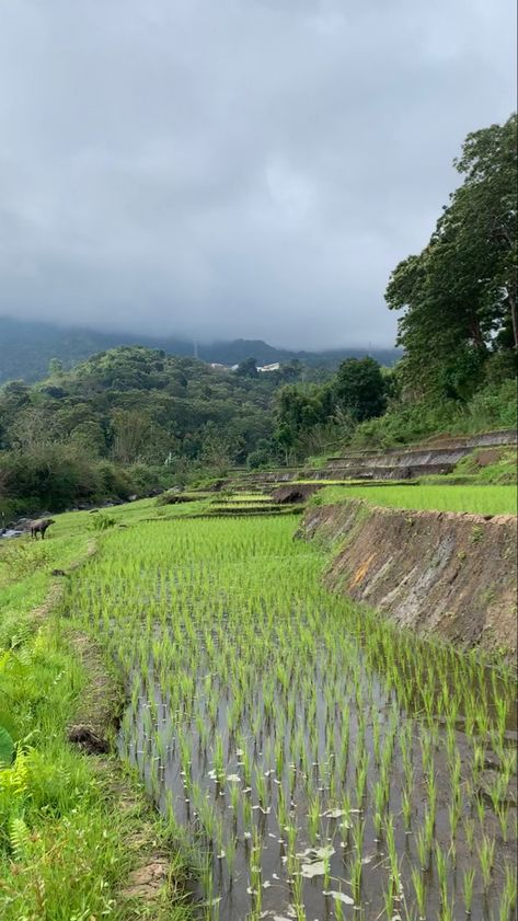 Nature Wallpaper Photography Wallpaper Aesthetic, Farming Aesthetic, Wallpaper Aesthetic Nature, Rice Farming, Gap Year Travel, Field Landscape, Rice Field, Nature Hd, Aesthetic Nature