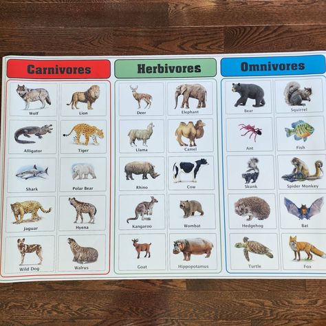 Herbivore Carnivore Omnivore Activities, Carnivores Herbivores Omnivores, Classifying Animals, Animal Adaptations, Spider Monkey, Montessori Classroom, Animal Habitats, Sharp Teeth, Eat Meat