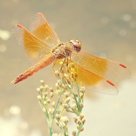 Ditch Jewel Dragonfly (Brachythemis contaminata) Dragon Fly, Orange Aesthetic, Time Tattoos, Backyard Birds, Character Aesthetic, Dragonflies, Game Art, Bugs, Insects