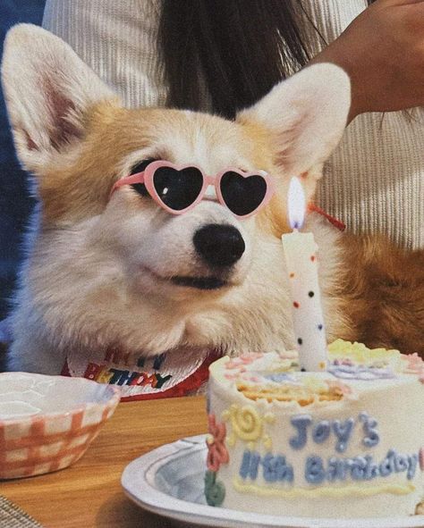 Corgi Birthday Party, Happy Birthday Corgi, Corgi Birthday, Birthday Corgi, Pembroke Welsh Corgi Puppies, Corgi Pictures, Birthday Dog, Happy Birthday Girls, Birthday Wallpaper