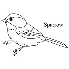 The Sparrow How To Draw Sparrow, Drawings Of Sparrows, Sparrow Drawing Simple, Draw A Sparrow, Sparrow Watercolor Easy, Drawing Sparrow Birds, Embroidery Hoop Art Tutorial, Embroidery Stitches Flowers, Bird Embroidery Pattern