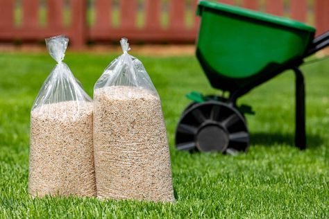 How to Get Rid of Grubs in Your Lawn How To Get Rid Of Grubs In Lawn, Grubs How To Get Rid Of, Grubs In Lawn, Grub Worms, Lawn Pests, Japanese Beetles, Grass Type, Lush Lawn, Healthy Lawn