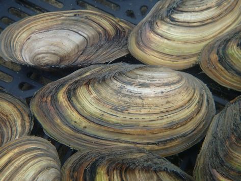 Swan Mussels (Anodonta cygnaea) are the largest freshwater mussel found in the UK. They are filter feeders and help to keep water free of microscopic algae. They are available only occasionally as they are becoming rare in the wild. Sold in packs of five, when available. Microscopic Algae, Goldfish Pond, Farm Plans, Pond Filters, Pond Liner, Pond Pumps, Pond Plants, Moving Water, Small Lake