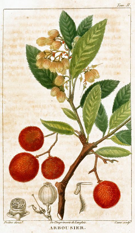 Arbousier , Strawberry tree, (Arbutus unedo) , Irish strawberry tree", Cain, Cane apple , Killarney strawberry tree. Family: Ericaceae, native to the Mediterranean region.The name unedo is attributed to Pliny the Elder, who allegedly claimed that "unum tantum edo", meaning "I eat only one".In folk medicine, the plant has been used for antiseptic, astringent, intoxicant, rheumatism, and tonic purposes. The fruits are also used to make jams, and liqueurs (such as the Portuguese medronho ). Arbutus Unedo, Beehive Art, Strawberry Tree, Botanical Art Prints, Art Poster Design, Botanical Poster, J G, Scientific Illustration, Vintage Poster Art