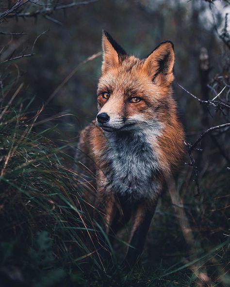 3.1m Followers, 178 Following, 5,255 Posts - See Instagram photos and videos from Wildlife Planet (@wildlifeplanet) Cunning Fox, Tierischer Humor, Pet Fox, Fox Art, Cute Fox, Cute Animal Videos, Red Fox, Wild Life, Wildlife Art