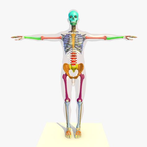 Colour Male Skeleton 3D Model #AD ,#Male#Colour#Model#Skeleton Skeleton Pictures, Pictures To Colour, Male Skeleton, Skeleton Anatomy, Anatomy Models, Human Skeleton, Print Out, Abstract Photos, Low Poly