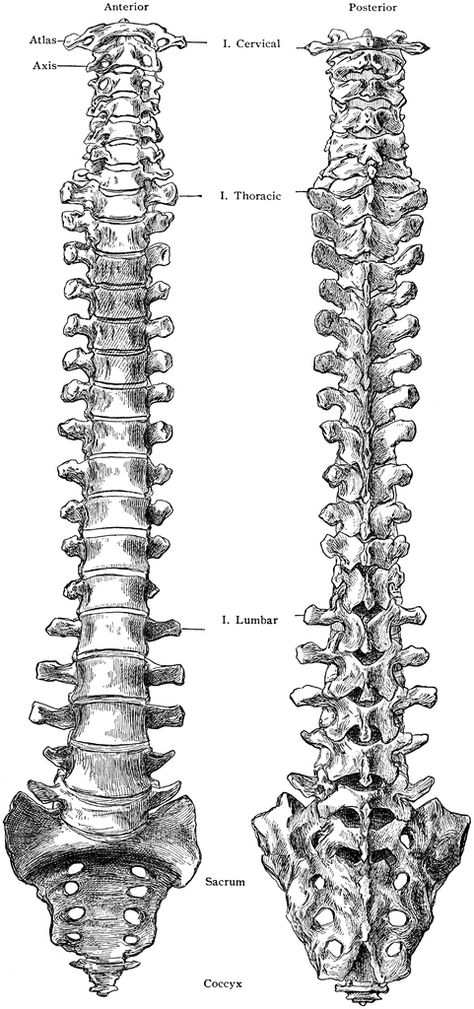 spine Spine Vertebrae Anatomy, Spine Front View, Spinal Column Tattoo, Human Spine Drawing, Spine Drawing Sketches, Skeleton Reference Drawing, Spine Sketch, Spinal Cord Drawing, Spin Drawing