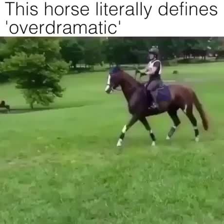 Awesome memes, gifs and funny pics for you! Funny Horse Videos, Funny Horse Pictures, Horse Jokes, Funny Horses, Hapkido, Funny Horse, Funny Animal Jokes, Silly Animals, Cute Horses