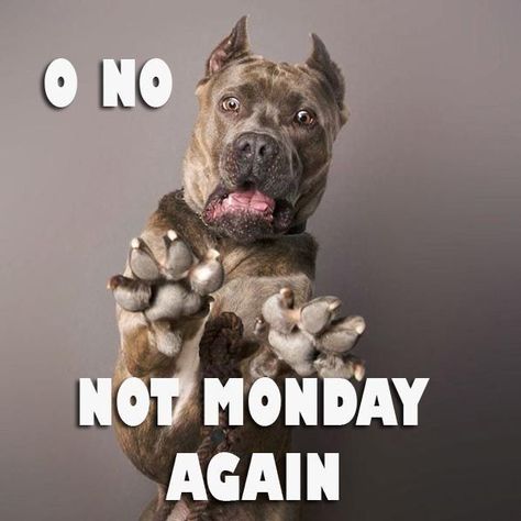 Monday Humor Hilarious, Good Morning Funny Humor, Good Morning Funny Humor Hilarious, Good Morning Monday Messages, Monday Jokes, Wonderful Monday, Monday Quote, Monday Greetings, Graduation Book