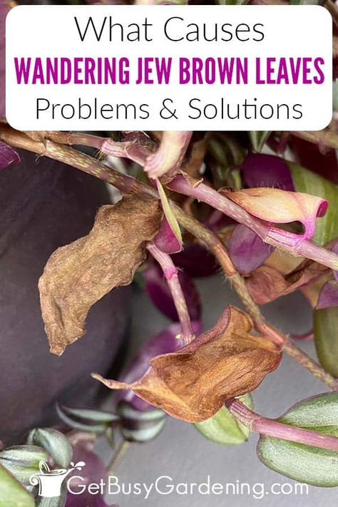 Purple Wandering Jew Plant, Wondering Jew Plant Care, Wandering Jew Plant Care Indoors, Wondering Jew Plant, Wandering Jew Plant Care, Family Hobbies, Wondering Jew, Plant Leaves Turning Brown, Planting Containers