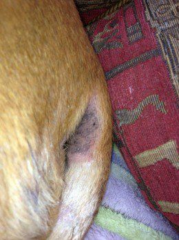 My dog's sore skin around her bottom. Dog Yeast Infection Skin Remedies, Stop Dog Itching, Yeast In Dogs, Itching Remedies, Dog Rash, Itch Remedies, Dog Itching Remedies, Dogs Treats, Dog Skin Care