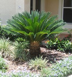 Sago Palm - Cycas revoluta - California Palm Nursery Sago Palm Care, Cycas Revoluta, Trees Landscaping, Short Palm Trees, Palm Trees Landscaping, Outdoor Herb Garden, California Palm Trees, Sago Palm, Front Landscaping