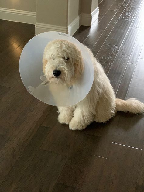 Happy Doodle, Happy Doodles, Cone Of Shame, Golden Doodles, Goldendoodle, Doodles, Dogs