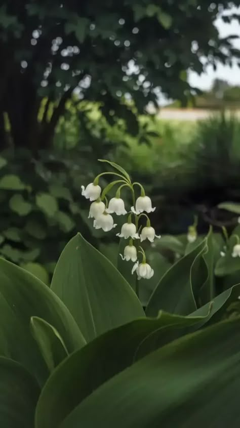 A photo of a Lily of the Valley flower with its white petals and green leaves. The flower is in full bloom and is hanging down. The background is a shaded garden with lush greenery. The overall image has a soft focus. The Valley