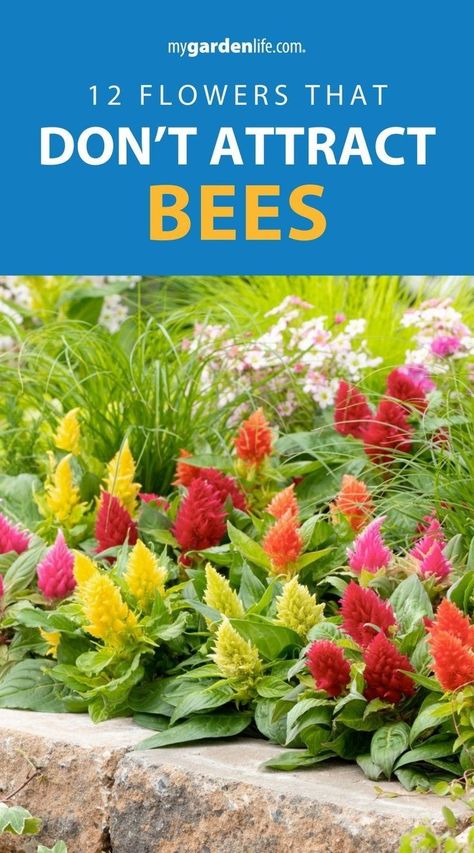 Discover twelve beautiful flowers that don't attract bees. Perfect for your backyard landscaping, these bee-repellent flowers ensure a peaceful garden environment. Learn tips on flower gardening and selecting the right plants to keep bees away. Find more backyard landscaping and gardening ideas at Mygardenlife.com. Flower Garden For Bees, Mailbox Plants, Bee Repellent, Dianthus Flowers, Peaceful Garden, Cardinal Flower, List Of Flowers, Garden Life, Bee Garden